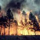 Aydın'da orman yangını