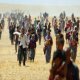 300 Yezidi serbest bırakıldı